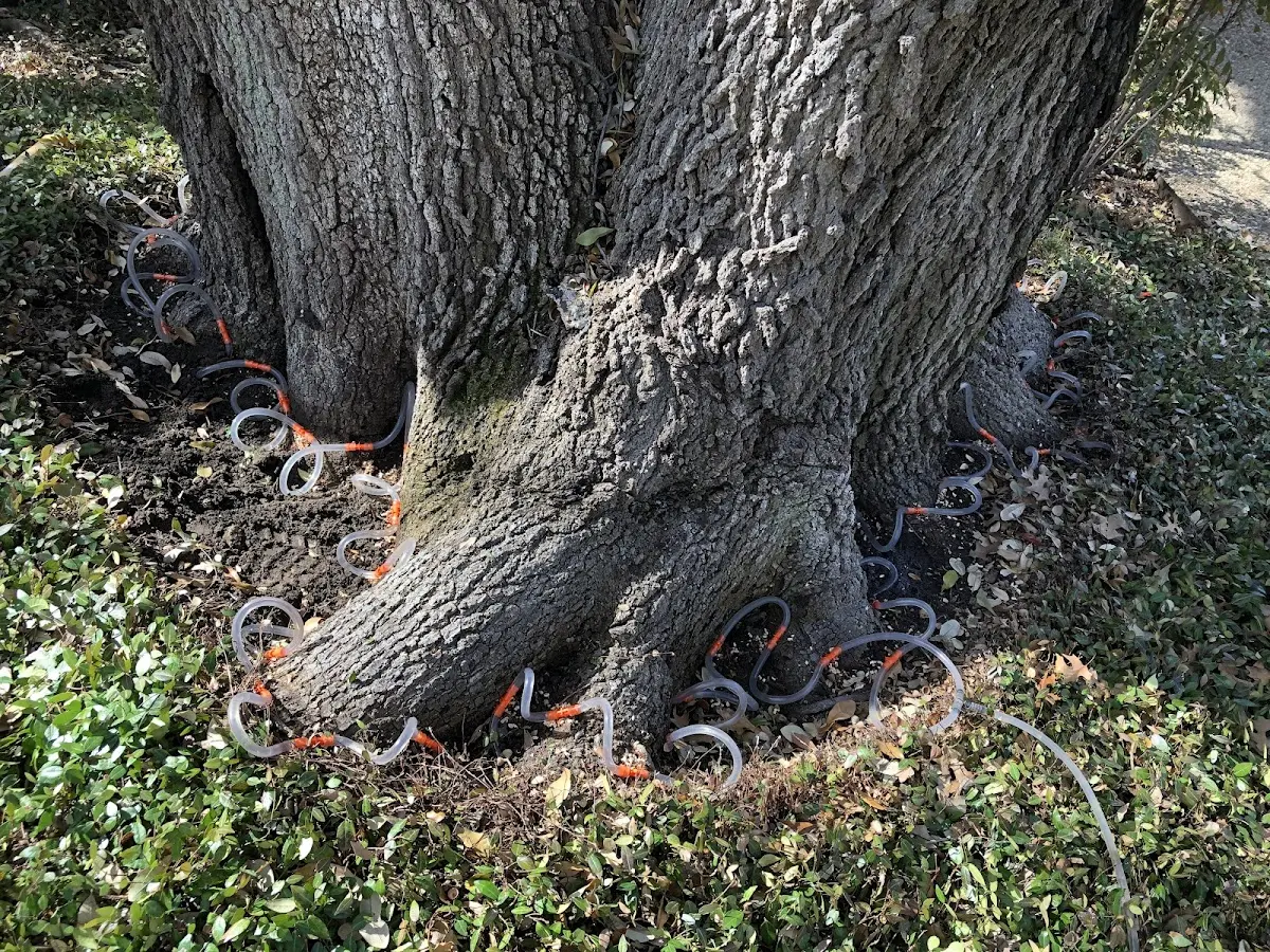 Detailed Tree Cabling and Bracing job site in Vandalia