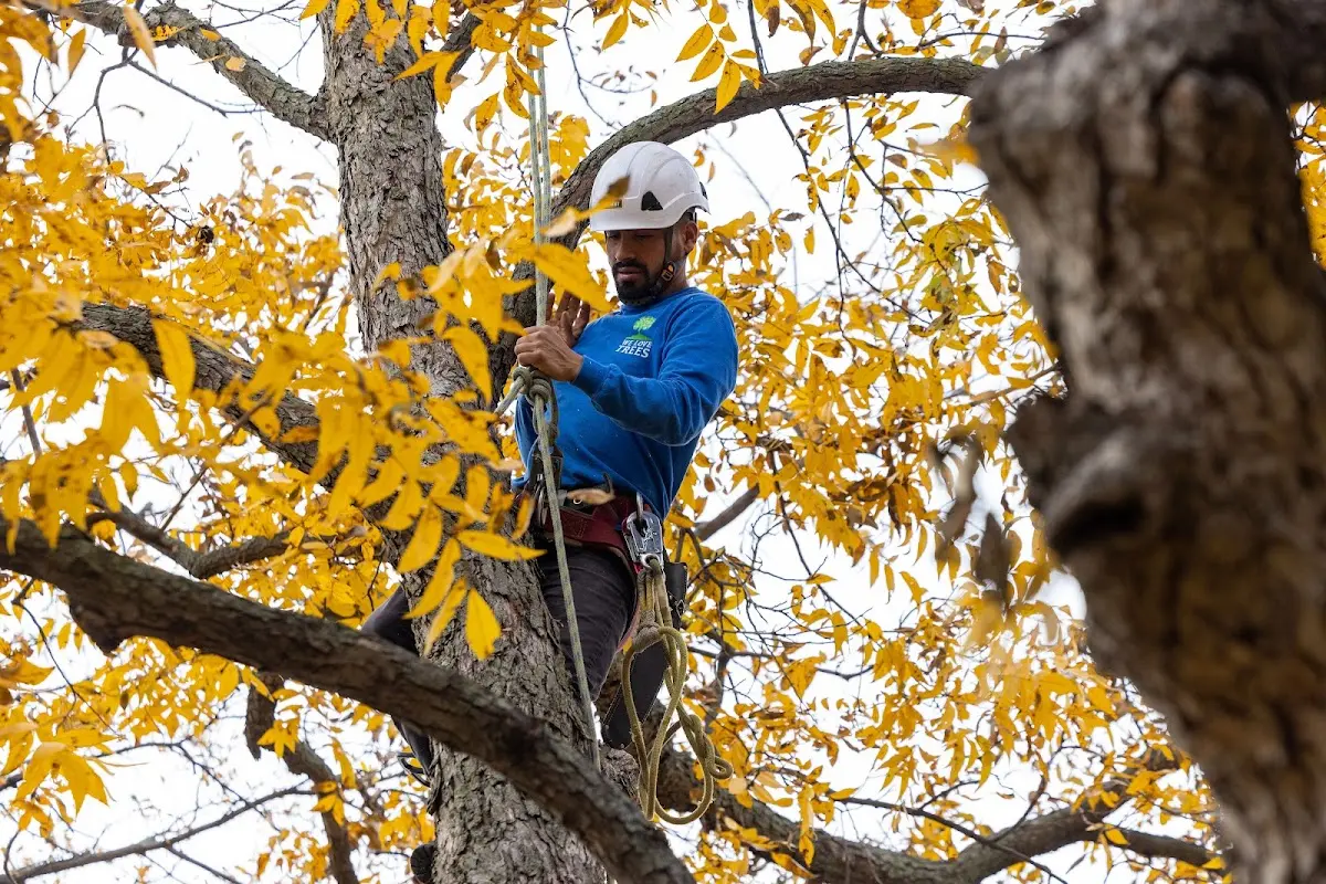 Skilled Dead Tree Removal crew working in Vandalia